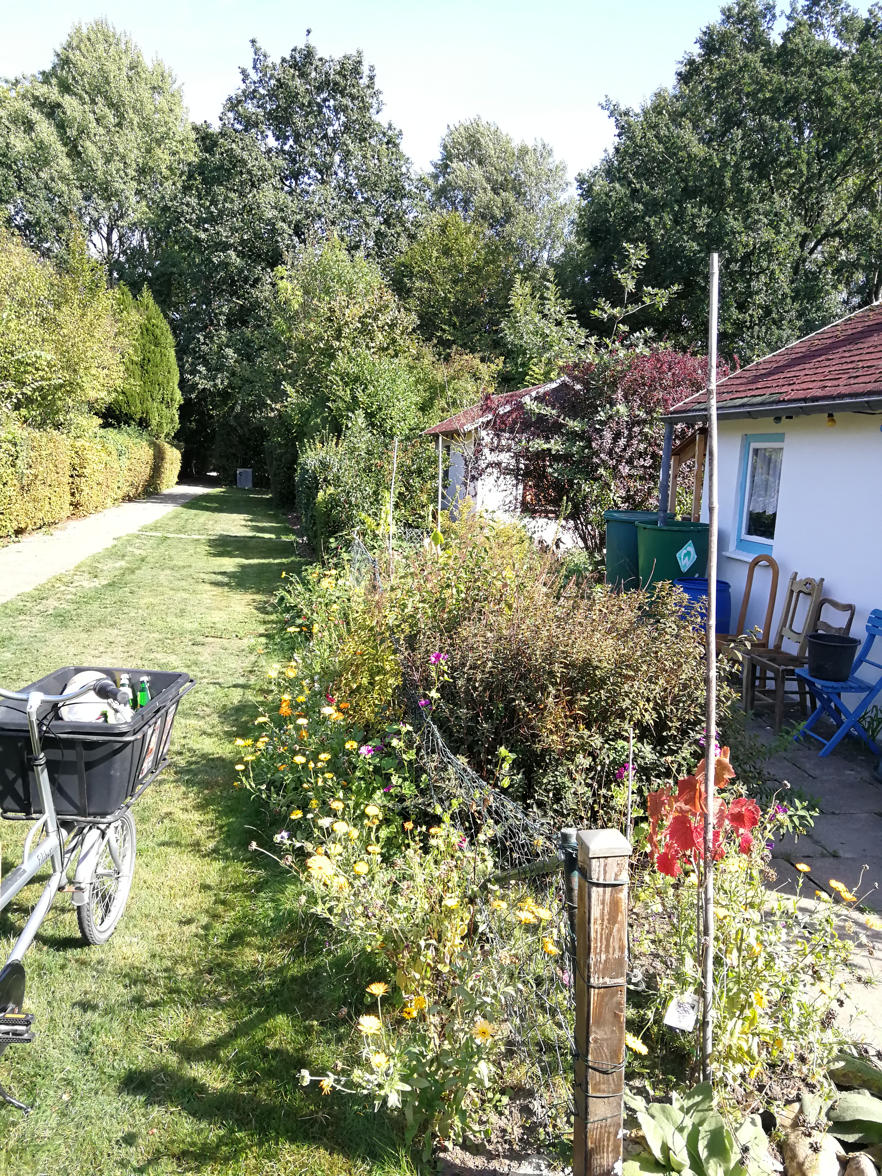 Sommer 2018; Vorgarten mit Blumenwiese